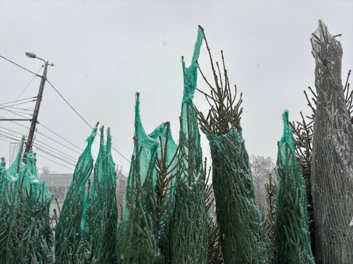 Пензенцев шокировали цены на новогодние елки Пензенцев шокировали цены на новогодние елки