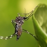 Германия — Комар рисует новую карту мира: Chikungunya выходит из тропиков
