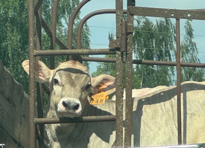 Московские ученые помогут улучшить костромских коров на генном уровне