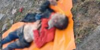 Астраханка добилась компенсации от администрации за укус бездомной собаки