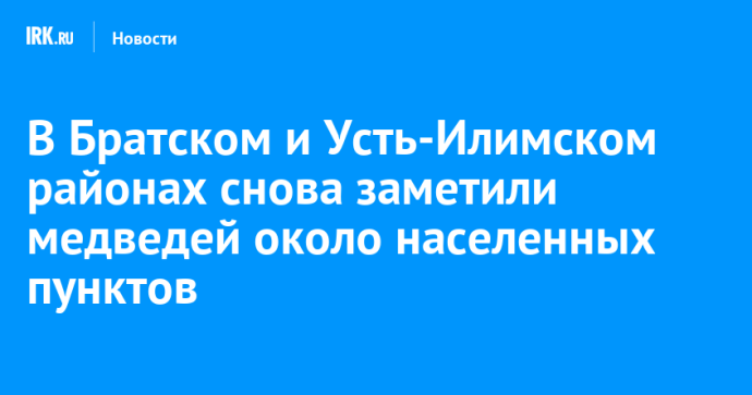 В Братском и Усть-Илимском районах снова заметили медведей около населенных пунктов
