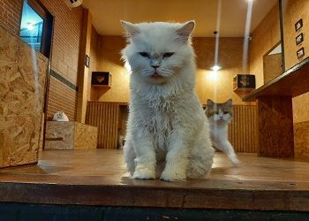 Тельцы не смогут найти свои розовые очки, Стрельцы рискуют нарваться на неприятности