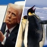 Трамп наложил торговые пошлины на острова, где нет людей и живут одни пингвины