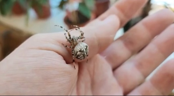 Костромич взял в руки паука, от которого все боятся умереть Костромич взял в руки паука, от которого все боятся умереть