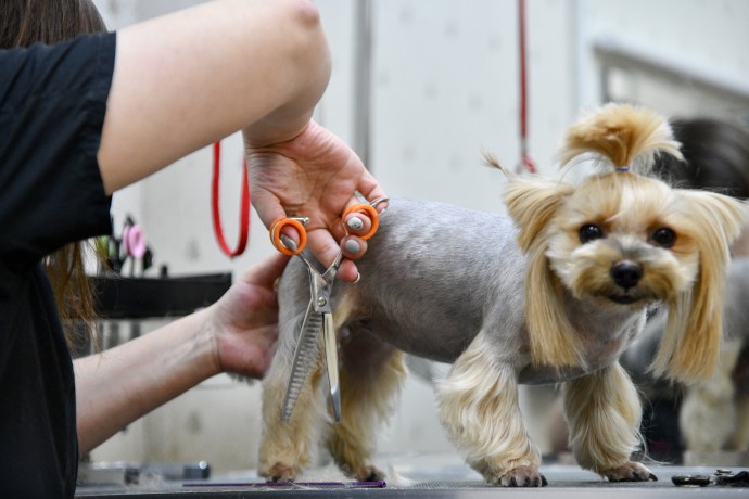В качестве домашних питомцев россияне в 3 раза чаще выбирают кошек В качестве домашних питомцев россияне в 3 раза чаще выбирают кошек