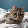 Рыбам попадутся люди, не понимающие шуток, Львы захотят придушить кого-то