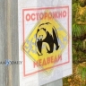 В Иркутской области медведя встретили возле детского лагеря