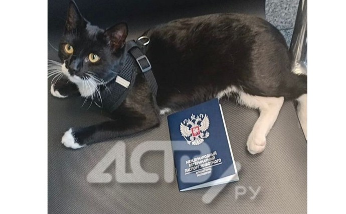 Сёмочка с передовой: как блиндажный кот со спецоперации нашёл дом на Сахалине