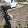 В Курске высадят 30 тысяч саженцев сальвии блестящей
