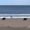 Два медведя вышли к отдыхающим на пляже сахалинцам