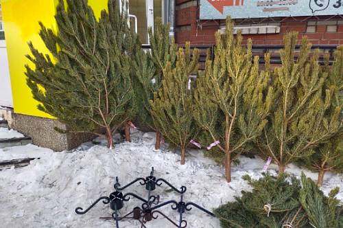 На улицах Благовещенска начали появляться елочные базары