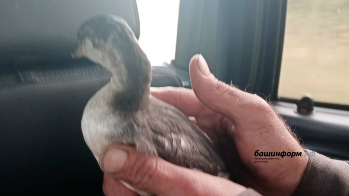 В Башкирии на озере Кандры-куль спасли птенца чомги