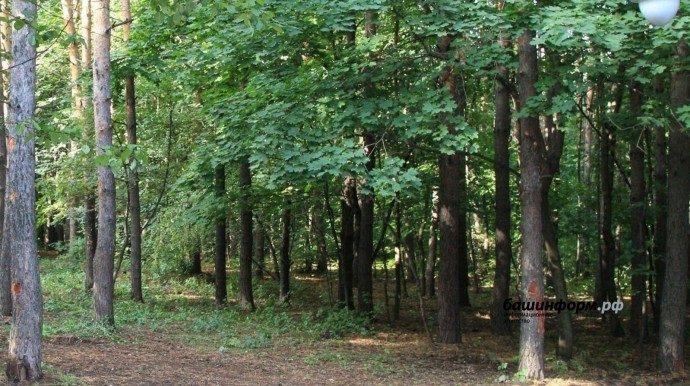 В Уфе двое детей ушли в лес и пропали