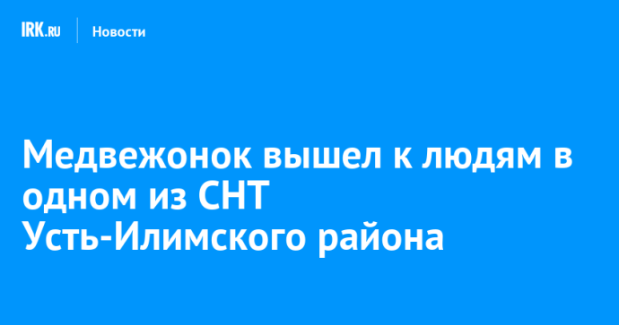 Медвежонок вышел к людям в одном из СНТ Усть-Илимского района Медвежонок вышел к людям в одном из СНТ Усть-Илимского района