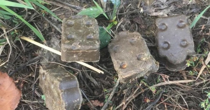 В лесах Новгородской области разложили капсулы от бешенства