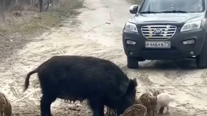 Министр Дмитрий Ярцев снял на видео встречу с кабанами