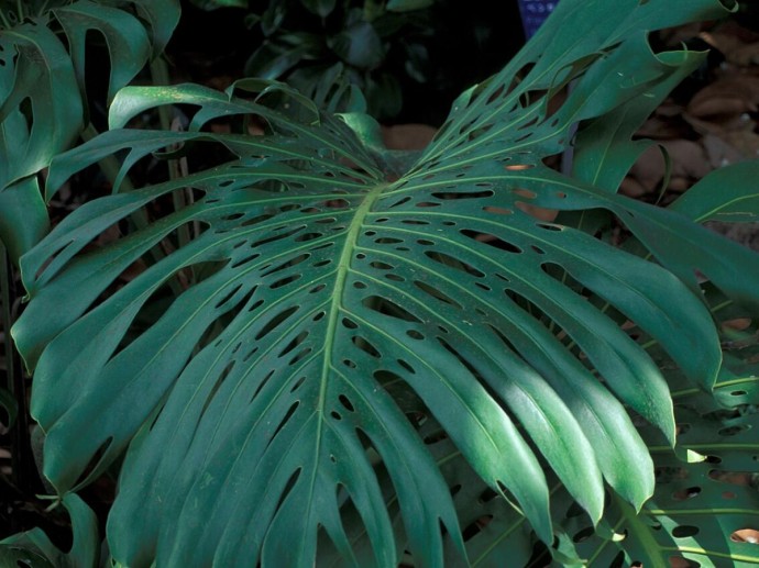 Подкормка монстеры каждые 15 дней улучшает рост растения — Malatec