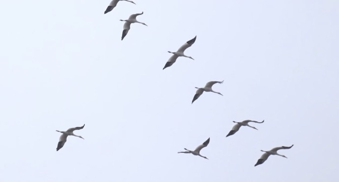 Территорию пролета стерхов в Якутии могут включить в список ЮНЕСКО Территорию пролета стерхов в Якутии могут включить в список ЮНЕСКО