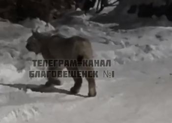 «Кис-кис»: рысь заметили еще в одном районе Благовещенска
