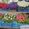 Какие цветы подойдут для сада каждому знаку зодиака