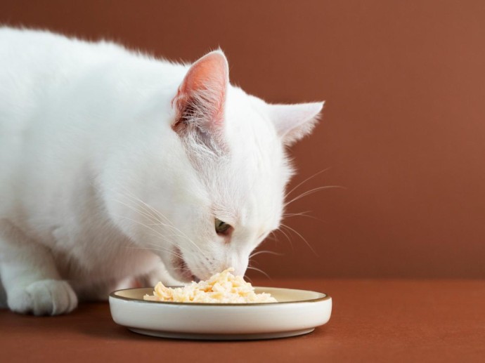 Роковая ошибка хозяина: продукт с кухни, который запускает необратимые процессы в организме кошки Роковая ошибка хозяина: продукт с кухни, который запускает необратимые процессы в организме кошки