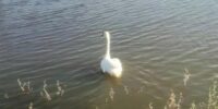 Лебеди с Лебединого озера в Астрахани переехали в зимнюю «квартиру»