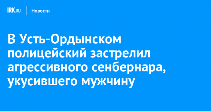 В Усть-Ордынском полицейский застрелил агрессивного сенбернара, укусившего мужчину