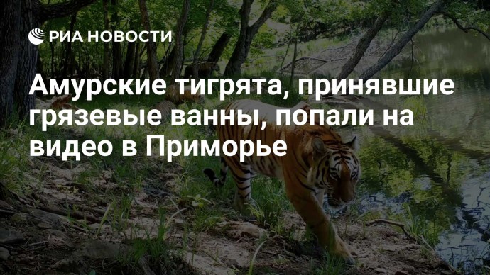 Амурские тигрята, принявшие грязевые ванны, попали на видео в Приморье