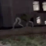 Лосенок решил прогуляться по российскому городу и попал на видео