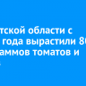 В Иркутской области c начала года вырастили 800 килограммов томатов и перцев