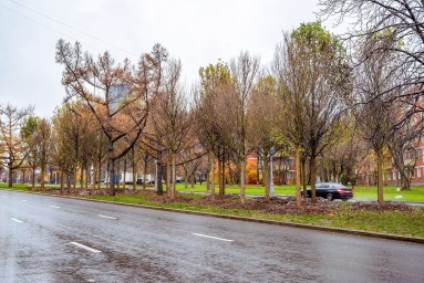 Липы, дубы и барбарис украсят Профсоюзную улицу и проспект 60-летия Октября