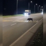 Соблюдающего правила кабана увидели на федеральной трассе в Башкирии