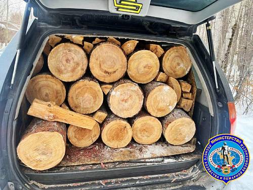 Житель Тынды незаконно спилил лиственницы Житель Тынды незаконно спилил лиственницы