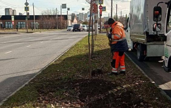 В Курске по гарантии заменили 10 деревьев и 37 кустарников, высаженных осенью 2024 года В Курске по гарантии заменили 10 деревьев и 37 кустарников, высаженных осенью 2024 года