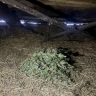 В Мордовии местный житель ответит перед судом за незаконное хранение марихуаны