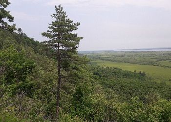 Женщина, заблудившаяся в лесу в Приамурье, найдена