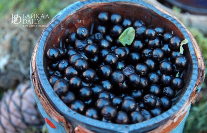 Поисковики из Бурятии рассказали, как ищут пропавших в лесах