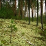 Дни открытых дверей пройдут в Мордовском заповеднике и национальном парке Смольный