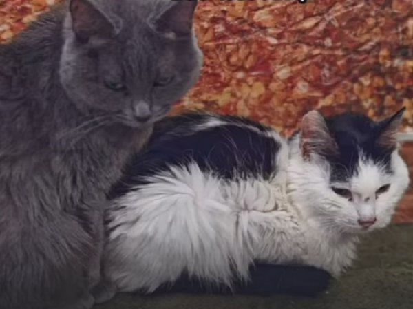 В Бурятии у пенсионерки живут 25 кошек и 7 собак