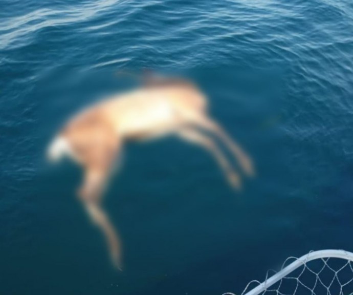 «Убегал от тигра?»: приморские рыбаки наткнулись на тушу оленя в море «Убегал от тигра?»: приморские рыбаки наткнулись на тушу оленя в море