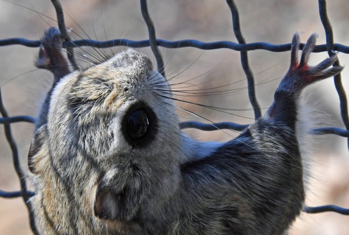 В районе Кунцево в Москве заметили краснокнижную белку-летягу