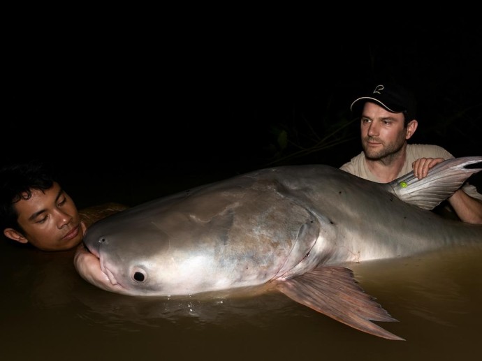 Последние титаны реки: рыбы размером с медведя превращаются в исчезающий вид — и виноват человек Последние титаны реки: рыбы размером с медведя превращаются в исчезающий вид — и виноват человек