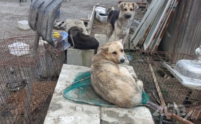 Выпустили 490, умертвили 175: на безнадзорных животных на Сахалине потратят более 300 млн рублей
