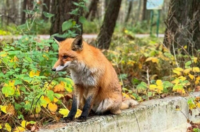 Осенняя погода сохранится в Москве до середины декабря Осенняя погода сохранится в Москве до середины декабря