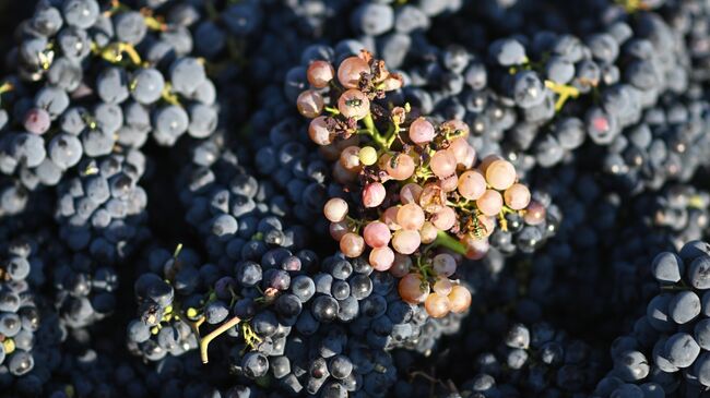 Россия по праву гордится уникальными сортами своего винограда, заявил Титов Россия по праву гордится уникальными сортами своего винограда, заявил Титов