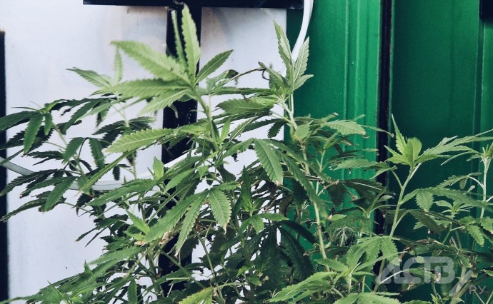 На Сахалине пенсионер хранил на шкафу каннабис На Сахалине пенсионер хранил на шкафу каннабис