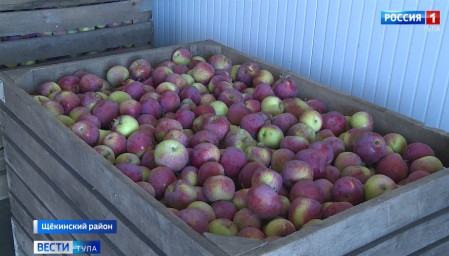 Почему в Тульской области яблоки подорожали на 10%