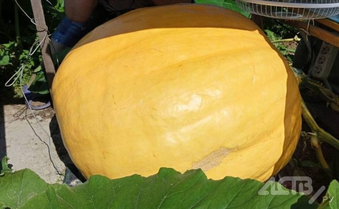 Пока на Сахалине растает гигантская тыква, про нее написали песню