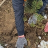 Осужденные и жители Ярославской области присоединились к акции «Сад памяти»