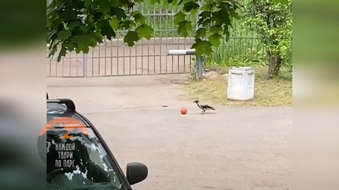 В Петербурге ворона играла в футбол